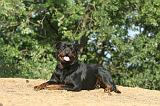 ROTTWEILER 048